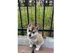 Adopt Dixie a Gray/Silver/Salt & Pepper - with White Husky / Mixed dog in