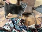 Adopt Grady and GG a Gray, Blue or Silver Tabby Domestic Shorthair / Mixed