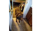 Adopt Bonnie a Brown/Chocolate Labrador Retriever / Mixed dog in Hedgesville