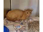Adopt Saffron a Orange or Red Tabby Domestic Shorthair (short coat) cat in
