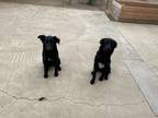 Adopt Mavis a Black - with White Border Collie / Labrador Retriever / Mixed dog