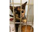 Adopt Sicily a Domestic Shorthair / Mixed (short coat) cat in Midwest City