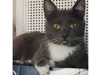 Adopt Stormie a Domestic Short Hair