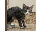 Adopt Mini Chimi a Domestic Short Hair