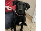 Adopt Sandy Cheeks a Black Labrador Retriever