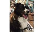 Adopt Bucky a Black - with White Australian Shepherd / Mixed dog in Greenwood