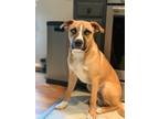 Adopt Cosmo a Tan/Yellow/Fawn - with White Mutt / Mixed dog in Olney