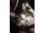 Adopt Lucy Goose aka Simi a Domestic Long Hair, Domestic Short Hair