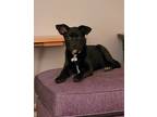 Adopt Ebony a Black - with White Australian Cattle Dog / Labrador Retriever /