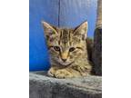 Adopt Zabel a Domestic Shorthair cat in Yankton, SD (41470113)