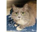 Adopt Graphite a Gray or Blue Domestic Mediumhair cat in Maryville