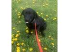 Adopt Lala a Labrador Retriever / Mixed dog in Barrie, ON (41470105)