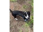 Adopt Linus a Basset Hound / Mixed dog in Tahlequah, OK (41470099)