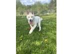 Adopt Lucky Charms a Akita / Mixed dog in Stouffville, ON (41470097)