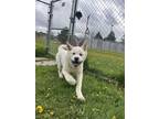Adopt Fruit Loops a Akita / Mixed dog in Stouffville, ON (41470096)