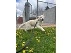 Adopt Frosted Flakes a Akita / Mixed dog in Stouffville, ON (41470095)