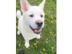 Adopt Cheerio a Siberian Husky / Mixed dog in Stouffville, ON (41470094)
