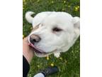 Adopt Cheerio a Akita / Mixed dog in Stouffville, ON (41470094)