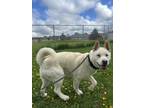Adopt Apple Jacks a Siberian Husky / Mixed dog in Stouffville, ON (41470093)