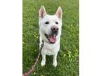 Adopt Captain Crunch a Akita / Mixed dog in Stouffville, ON (41470092)