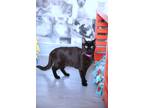Adopt Mischa a Domestic Shorthair / Mixed cat in Albuquerque, NM (41470090)