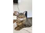 Adopt Milo a Tiger Striped Domestic Shorthair / Mixed (medium coat) cat in