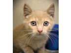 Adopt Nutter Butter a Tan or Fawn Domestic Shorthair cat in Johnstown