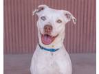 Adopt Ricashay a Cattle Dog, Mixed Breed