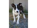 Adopt O'Keefe a Pit Bull Terrier, Mixed Breed