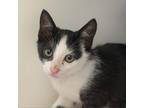 Adopt Jellyfish a Domestic Short Hair