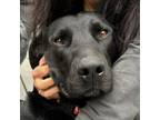 Adopt LAUREL a Black Labrador Retriever