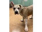 Adopt Patricia a Pit Bull Terrier, Mixed Breed