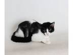 Adopt Maria a Domestic Medium Hair