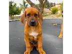 Rhodesian Ridgeback Puppy for sale in Escondido, CA, USA