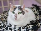 Adopt Ruthie a Domestic Short Hair