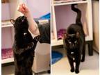 Adopt Gummy a Domestic Short Hair