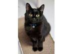 Adopt Allegra (Bonded to Bunny) a Domestic Short Hair