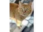 Adopt Shiloh a Domestic Short Hair