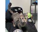 Adopt Macadamia a Domestic Short Hair