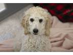 Adopt Wednesday a Standard Poodle