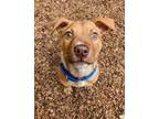 Adopt ChaCha a Pit Bull Terrier, Labrador Retriever