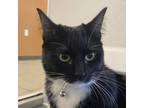 Adopt Zoe a Domestic Short Hair