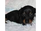 Dachshund Puppy for sale in Vincennes, IN, USA