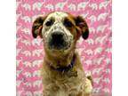 Adopt Molly a Cattle Dog, Mixed Breed