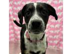 Adopt Maeve a Cattle Dog, Mixed Breed