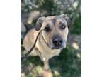 Adopt Chica a Shepherd, Mixed Breed