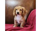 Dachshund Puppy for sale in Clinton, MI, USA