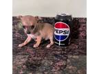 Chihuahua Puppy for sale in Lake Geneva, WI, USA