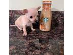 Chihuahua Puppy for sale in Lake Geneva, WI, USA