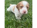 Brittany Puppy for sale in Utica, OH, USA